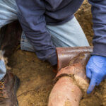 Man Digging Out Clogged Sewer Line Closeup